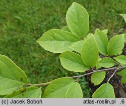 ×Sycoparrotia semidecidua (sykoparrocja)