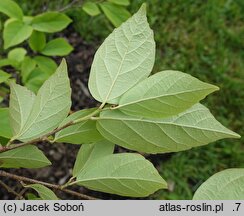 ×Sycoparrotia semidecidua (sykoparrocja)