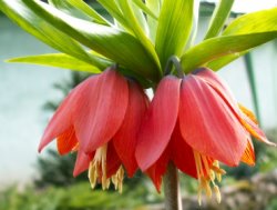 Fritillaria imperialis