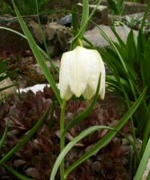 Fritillaria meleagris (szachownica kostkowata)