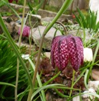 Fritillaria meleagris (szachownica kostkowata)