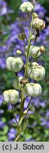 Fritillaria persica (szachownica perska)