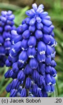 Muscari botryoides (szafirek drobnokwiatowy)