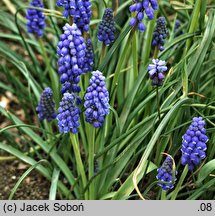 Muscari botryoides (szafirek drobnokwiatowy)