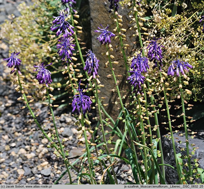 Leopoldia tenuiflora