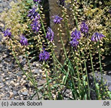 Leopoldia tenuiflora