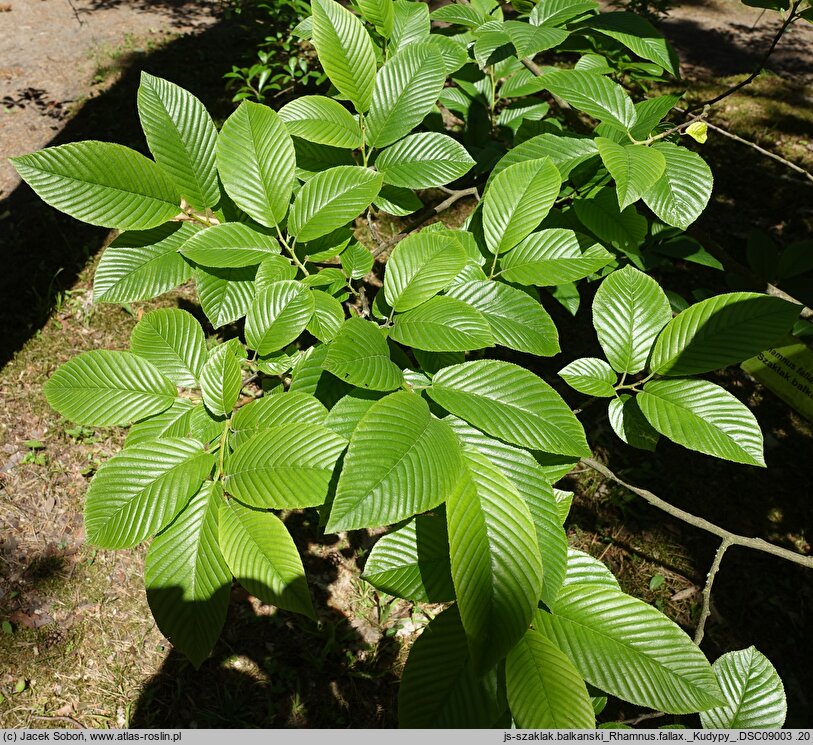 Rhamnus fallax (szakłak bałkański)