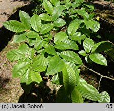 Rhamnus fallax (szakłak bałkański)