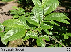 Rhamnus fallax (szakłak bałkański)