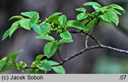 Rhamnus imeretinus (szakłak wielkolistny)