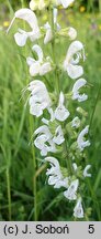 Salvia pratensis (szałwia łąkowa)