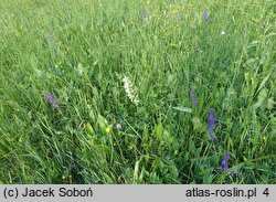 Salvia pratensis (szałwia łąkowa)