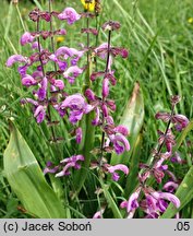 Salvia pratensis (szałwia łąkowa)