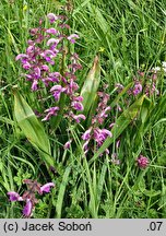 Salvia pratensis (szałwia łąkowa)