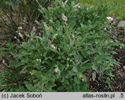 Salvia officinalis (szałwia lekarska)