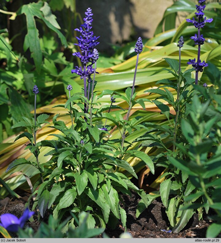 Salvia farinacea (szałwia omączona)