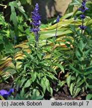 Salvia farinacea (szałwia omączona)