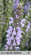 Salvia nemorosa Bumblesky