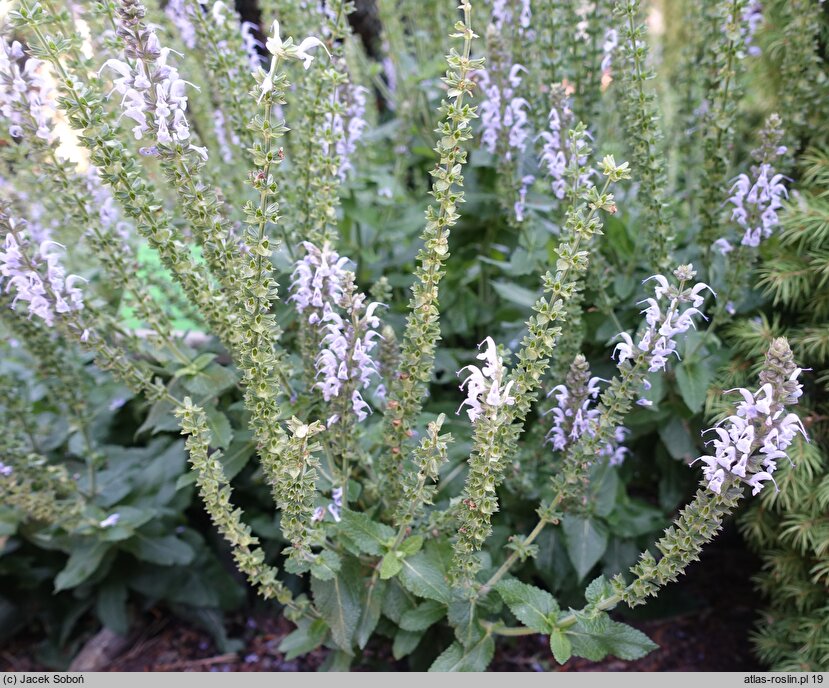 Salvia nemorosa Bumblesky