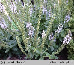 Salvia nemorosa Bumblesky