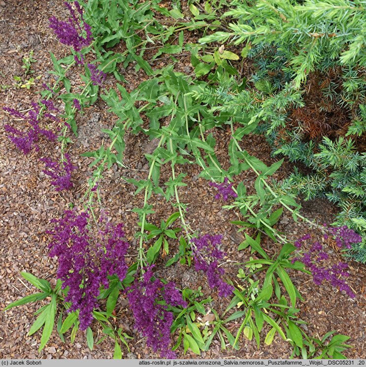 Salvia nemorosa Pusztaflamme