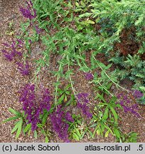 Salvia nemorosa Pusztaflamme