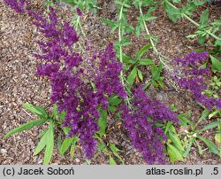 Salvia nemorosa Pusztaflamme