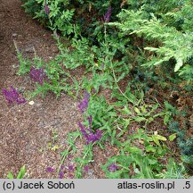 Salvia nemorosa Pusztaflamme