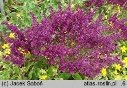 Salvia nemorosa Schwellenburg