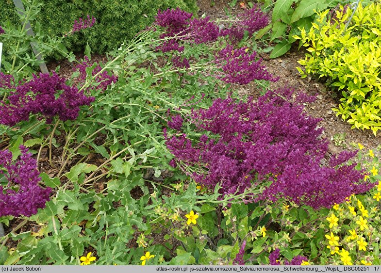 Salvia nemorosa Schwellenburg