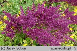 Salvia nemorosa Schwellenburg