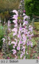 Salvia Eveline