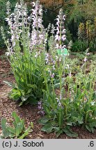 Salvia Eveline