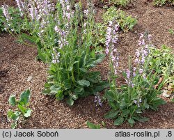 Salvia Eveline
