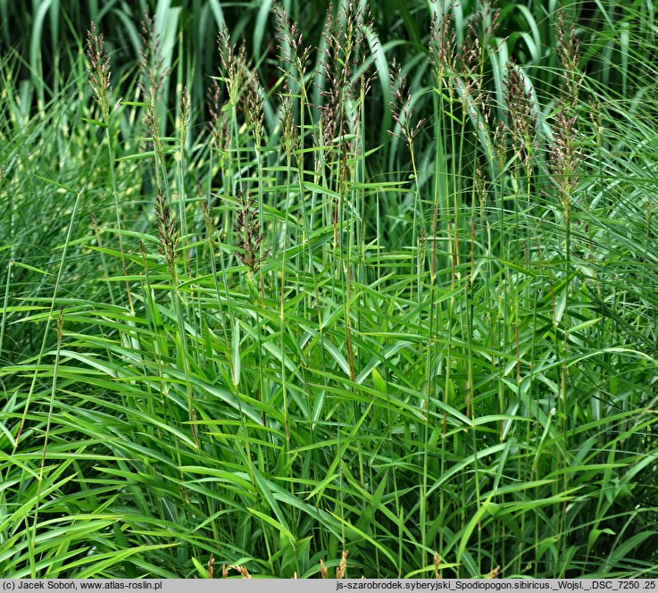 Spodiopogon sibiricus (palczatka syberyjska)