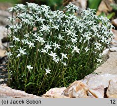 Leontopodium alpinum (szarotka alpejska)