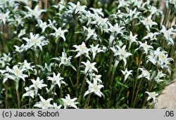 Leontopodium alpinum (szarotka alpejska)