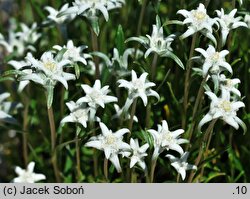 Leontopodium alpinum (szarotka alpejska)