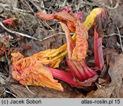 Rumex alpinus (szczaw alpejski)