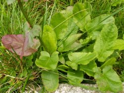 Rumex alpestris