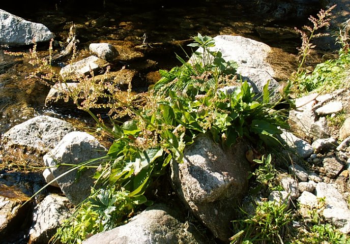 Rumex alpestris