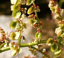 Rumex alpestris