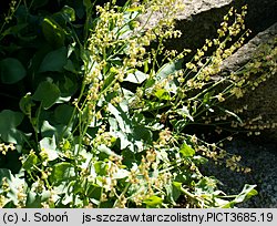 Rumex scutatus (szczaw tarczolistny)