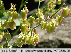 Rumex scutatus (szczaw tarczolistny)