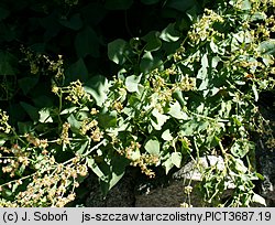 Rumex scutatus (szczaw tarczolistny)