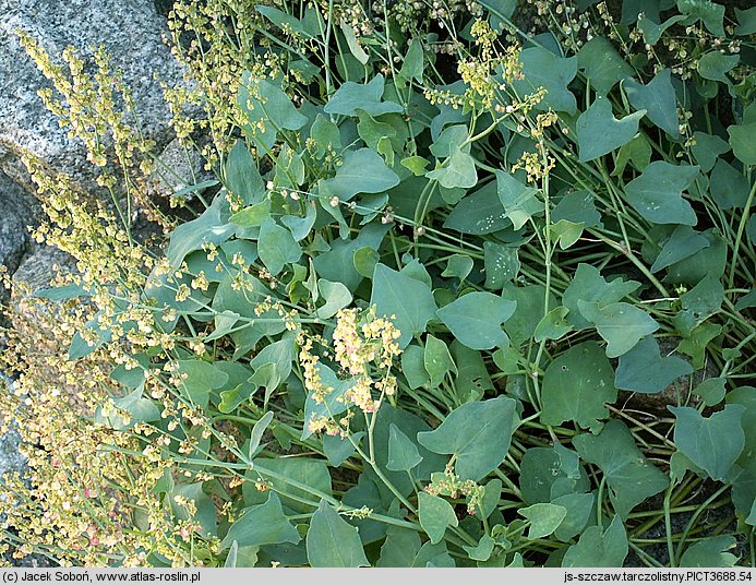 Rumex scutatus (szczaw tarczolistny)