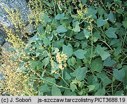 Rumex scutatus (szczaw tarczolistny)