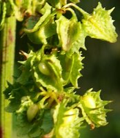 Rumex obtusifolius (szczaw tępolistny)