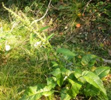 Rumex obtusifolius (szczaw tępolistny)