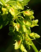 Rumex obtusifolius (szczaw tępolistny)